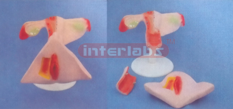 NATURAL UTERUS WITH PLASTIC BASE (3 PCS)